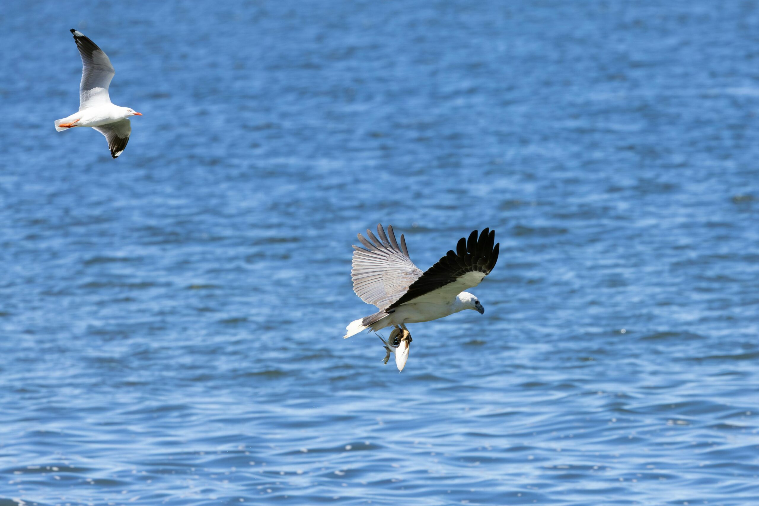 Weißbauch-Seeadler fängt mit Möwe in New South Wales, Australien, Fische.