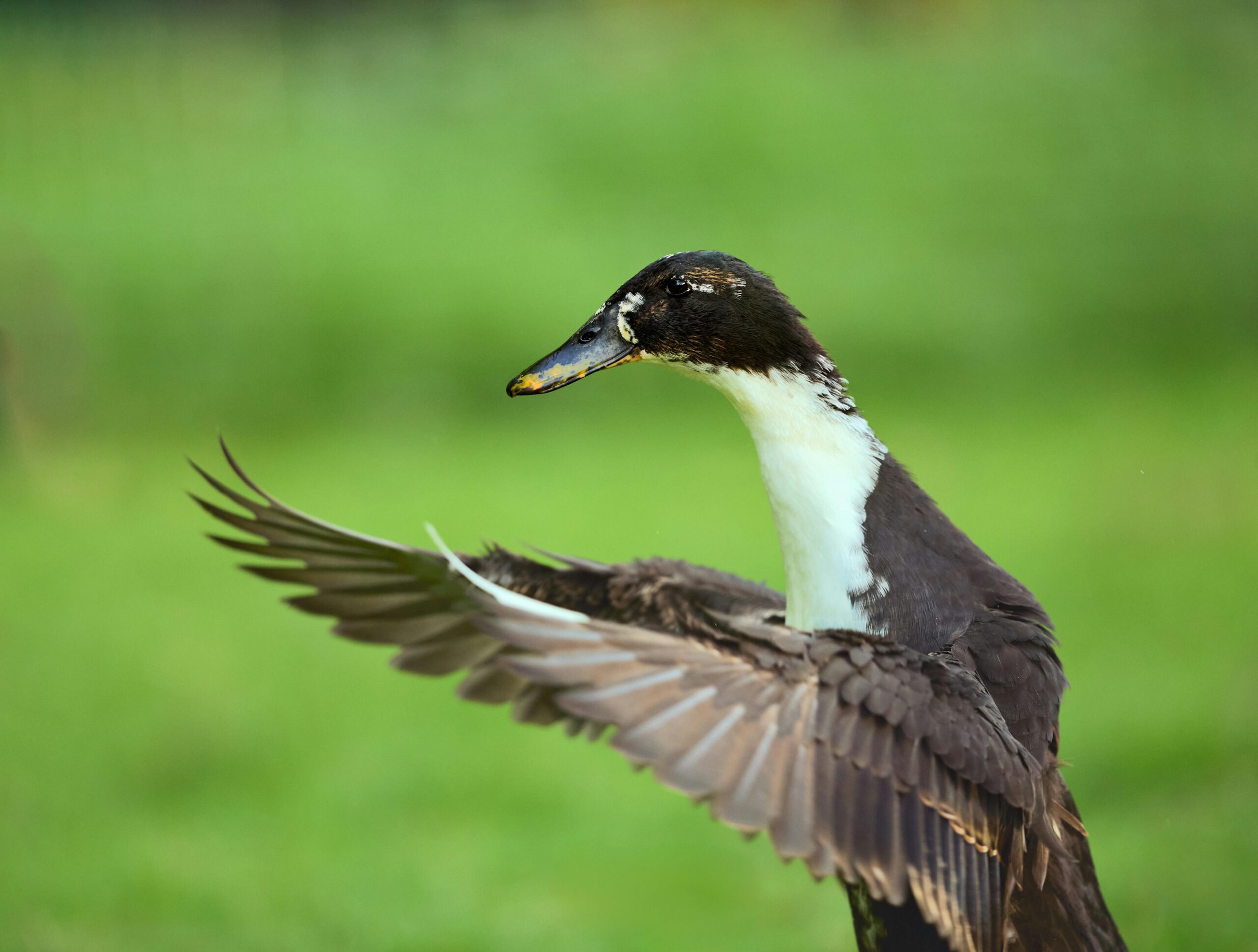 Eine anmutige schwarz-weiße Ente breitet ihre Flügel in einer üppig grünen Umgebung im Freien aus.