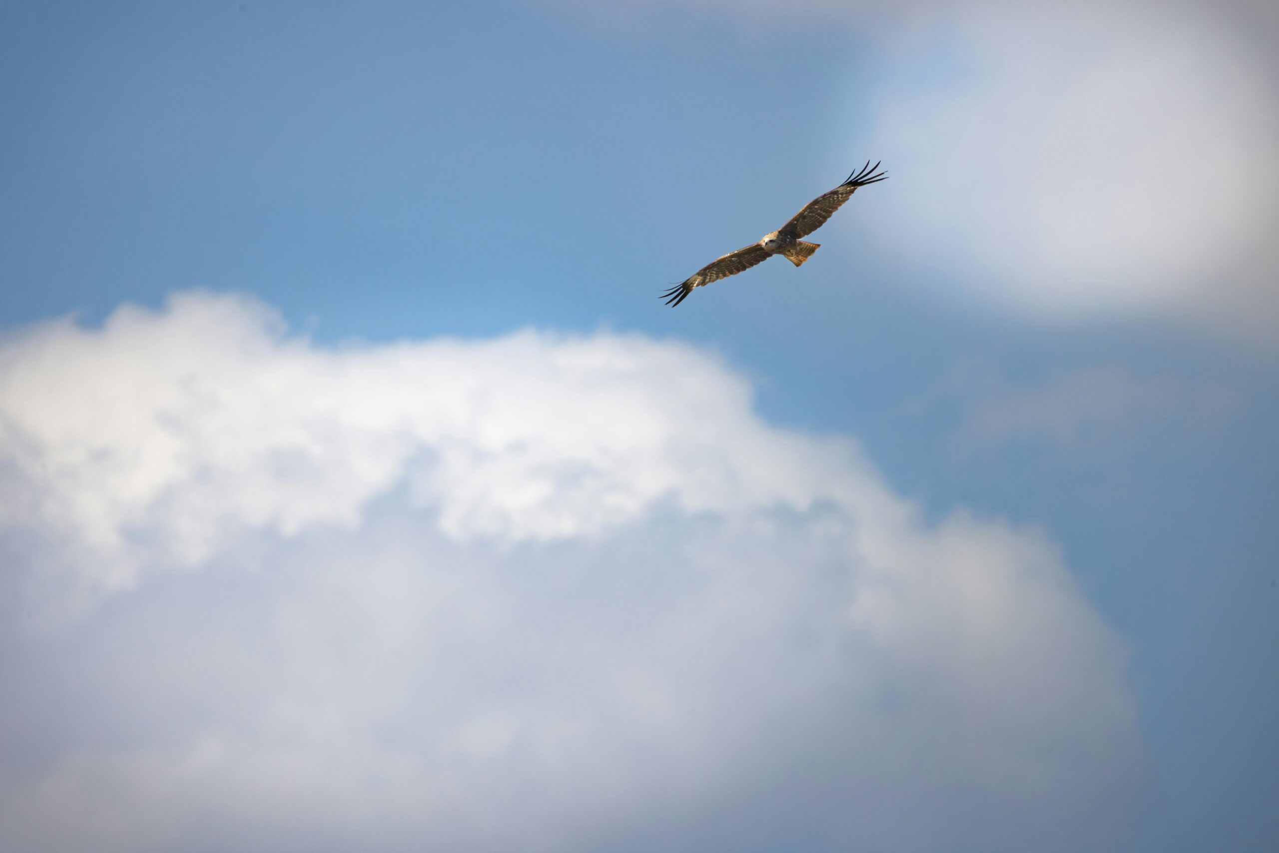 Ein einsamer Raubvogel schwebt hoch vor dem Hintergrund eines klaren blauen Himmels und flauschiger Wolken.