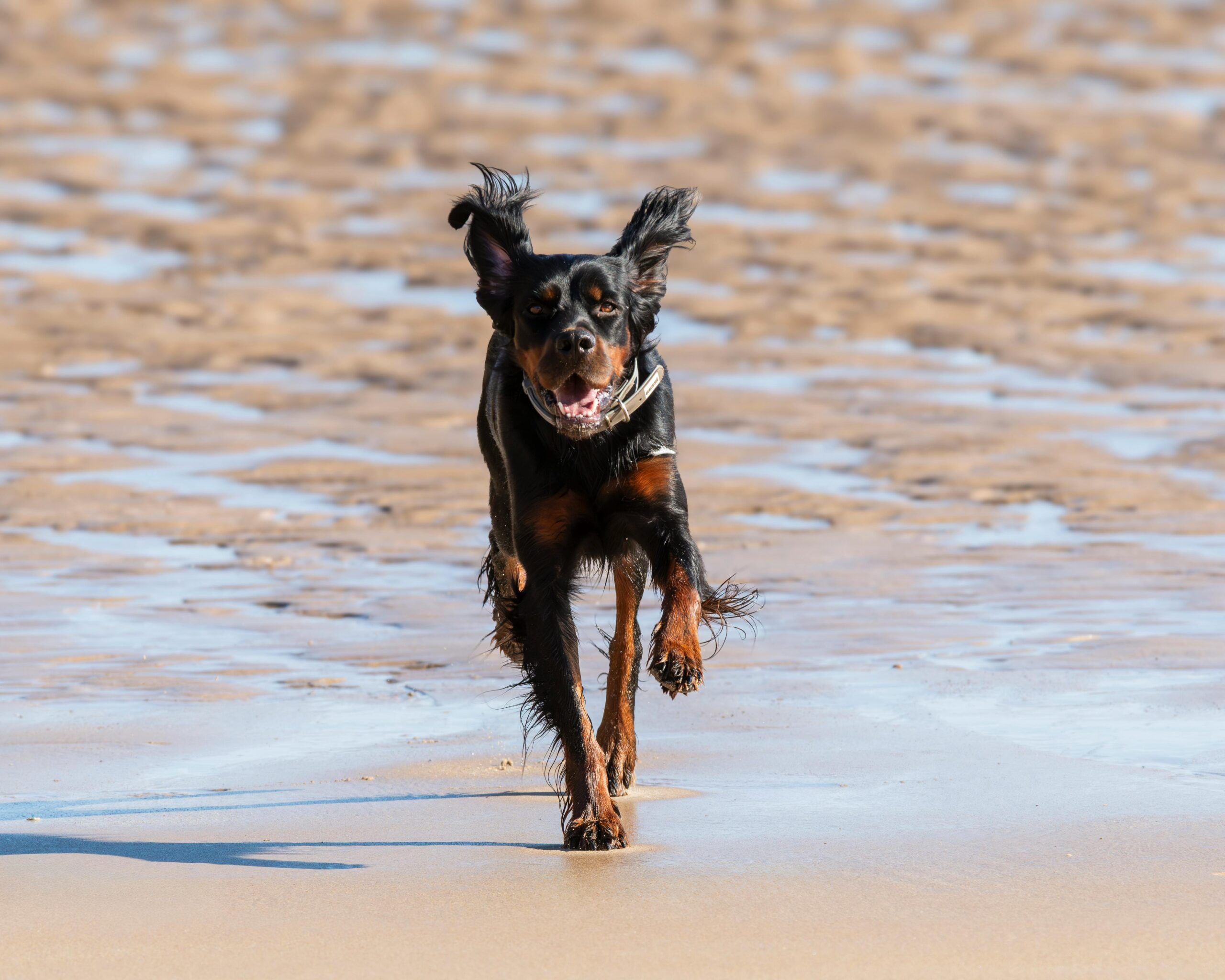 Ein fröhlicher Hund flitzt über einen sonnenbeschienenen Strand und fängt die Essenz der Sommerfreiheit ein.