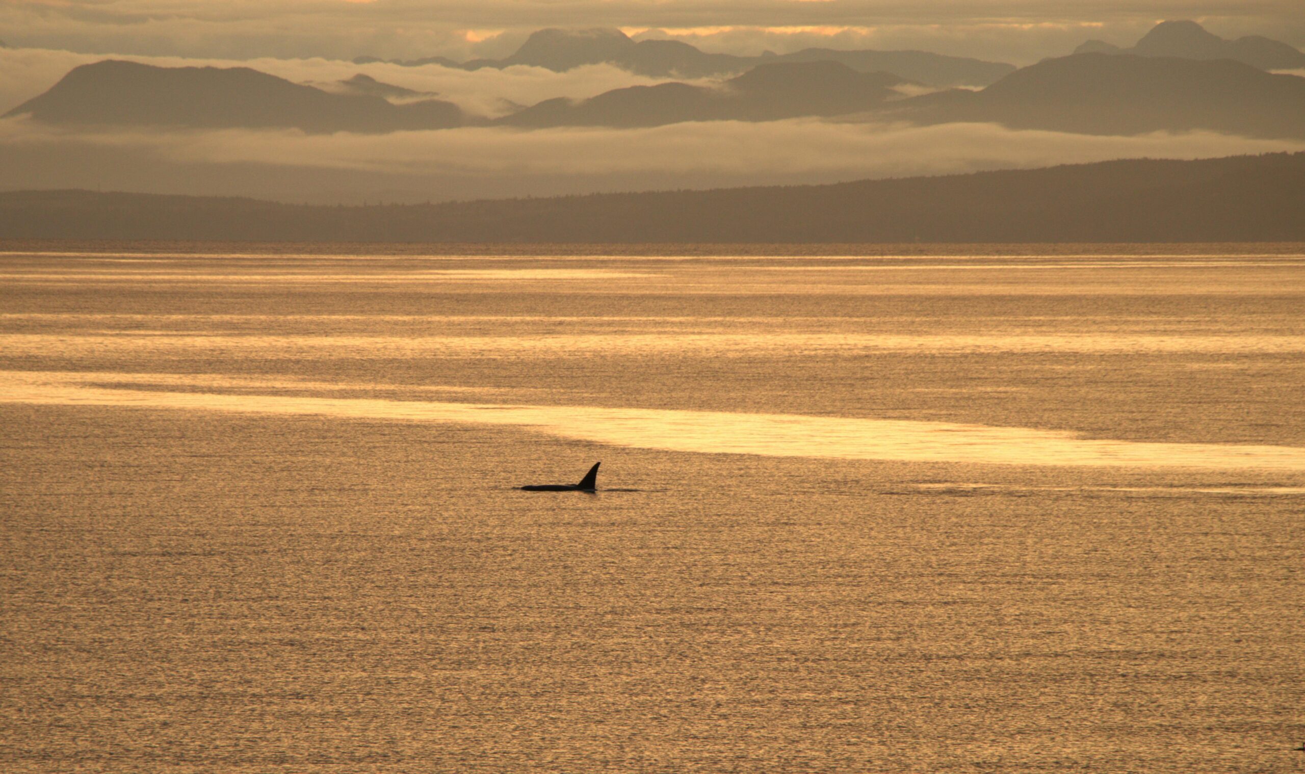 Faszinierender Anblick einer Orca-Flosse bei Sonnenaufgang in einem goldenen Ozean, umrahmt von nebligen Bergen.