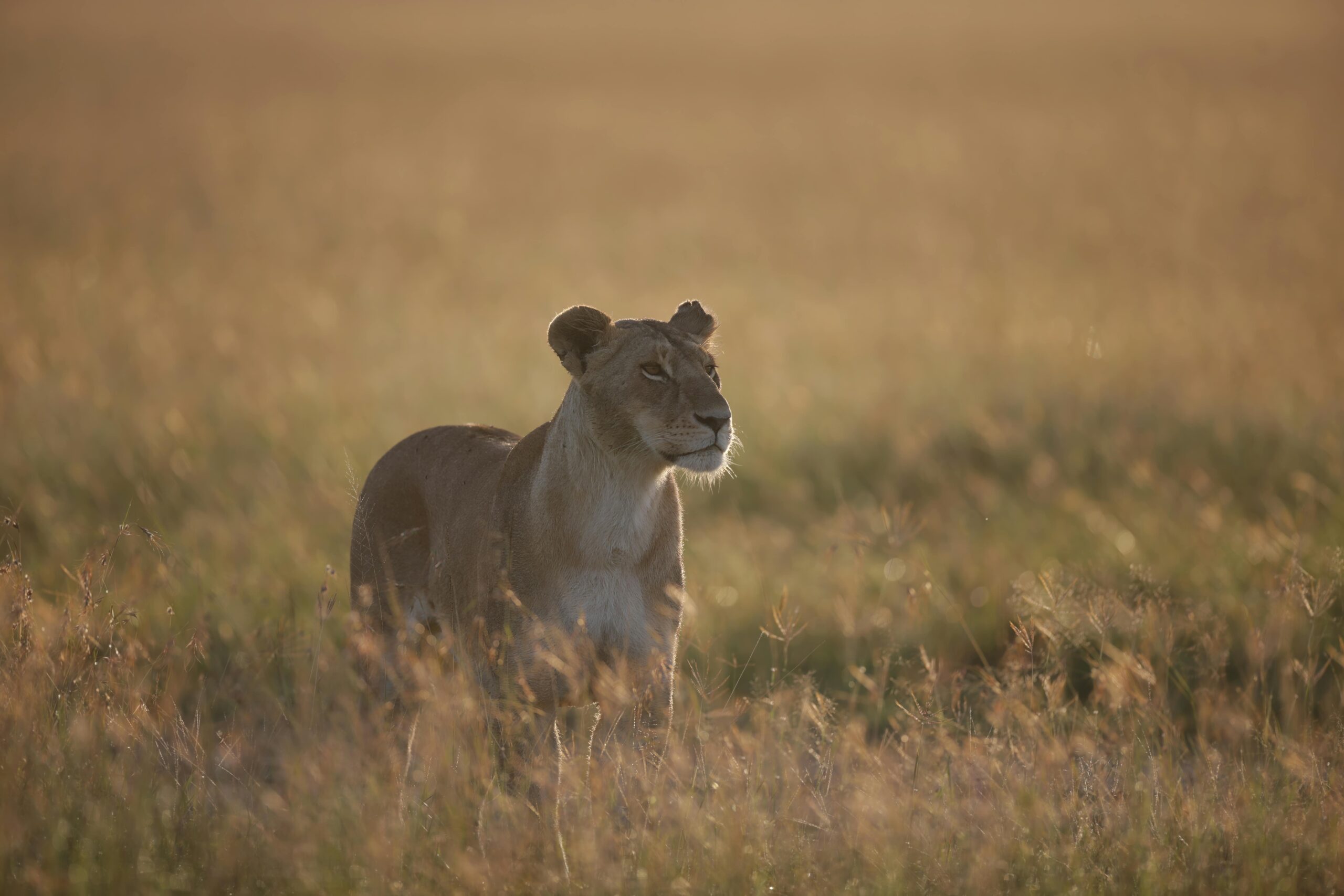 Eine einsame Löwin steht wachsam im Grasland, beleuchtet vom warmen Sonnenaufgang, und fängt einen Moment der Wachsamkeit der Tierwelt ein.
