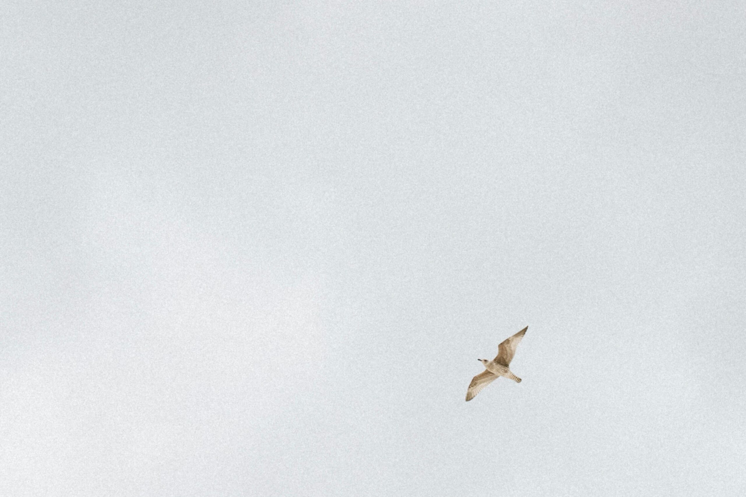 Eine einsame Möwe schwebt anmutig vor einem gedämpften, bewölkten Himmel im französischen Dünkirchen.