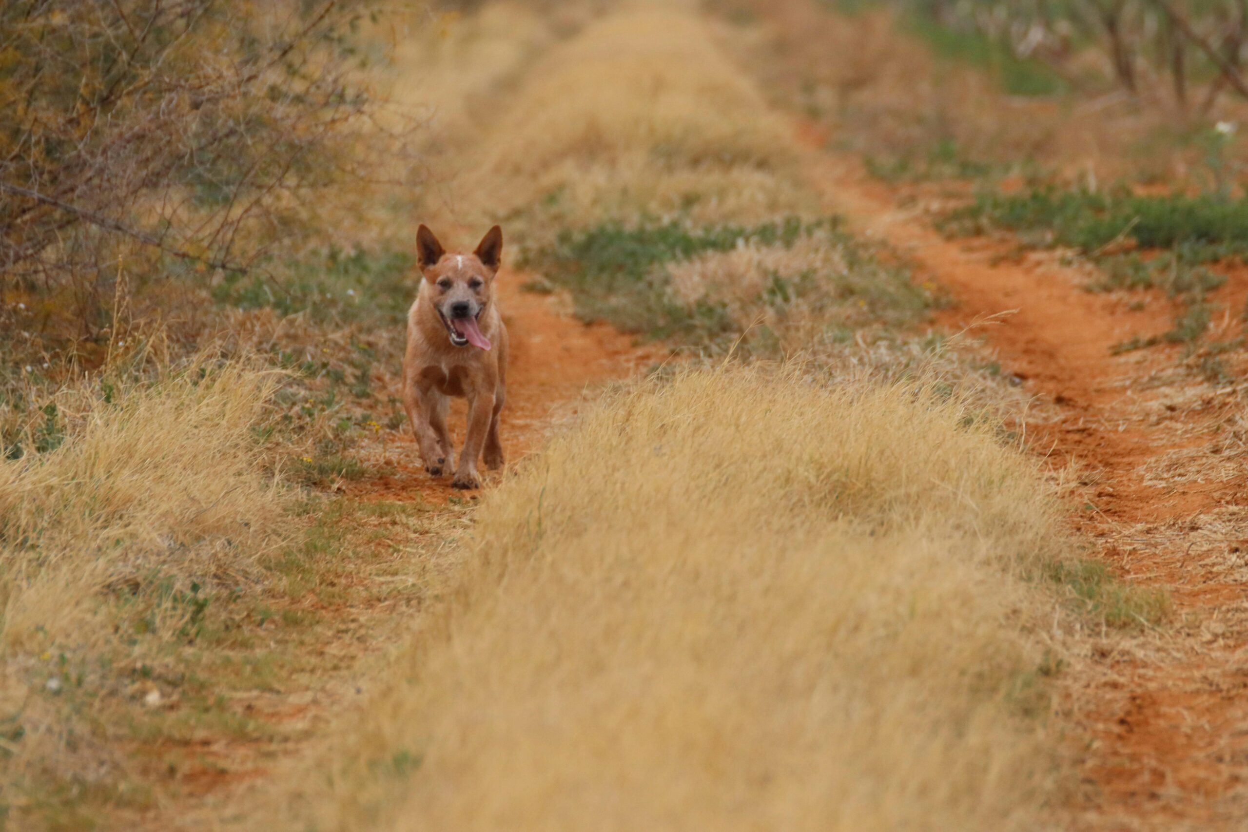 Australischer Rinderhund, der freudig einen Feldweg in einer ländlichen Umgebung entlangläuft, umgeben von trockenem Gras.