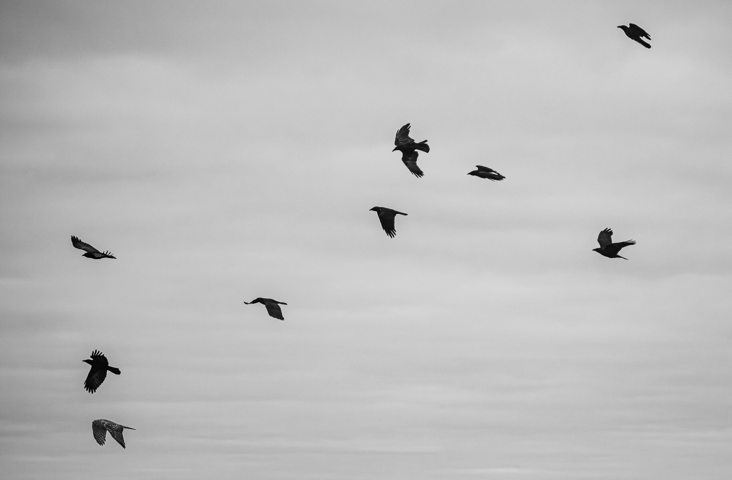 Dramatisches Schwarzweißfoto von Vögeln, die vor einem bewölkten Himmel fliegen.