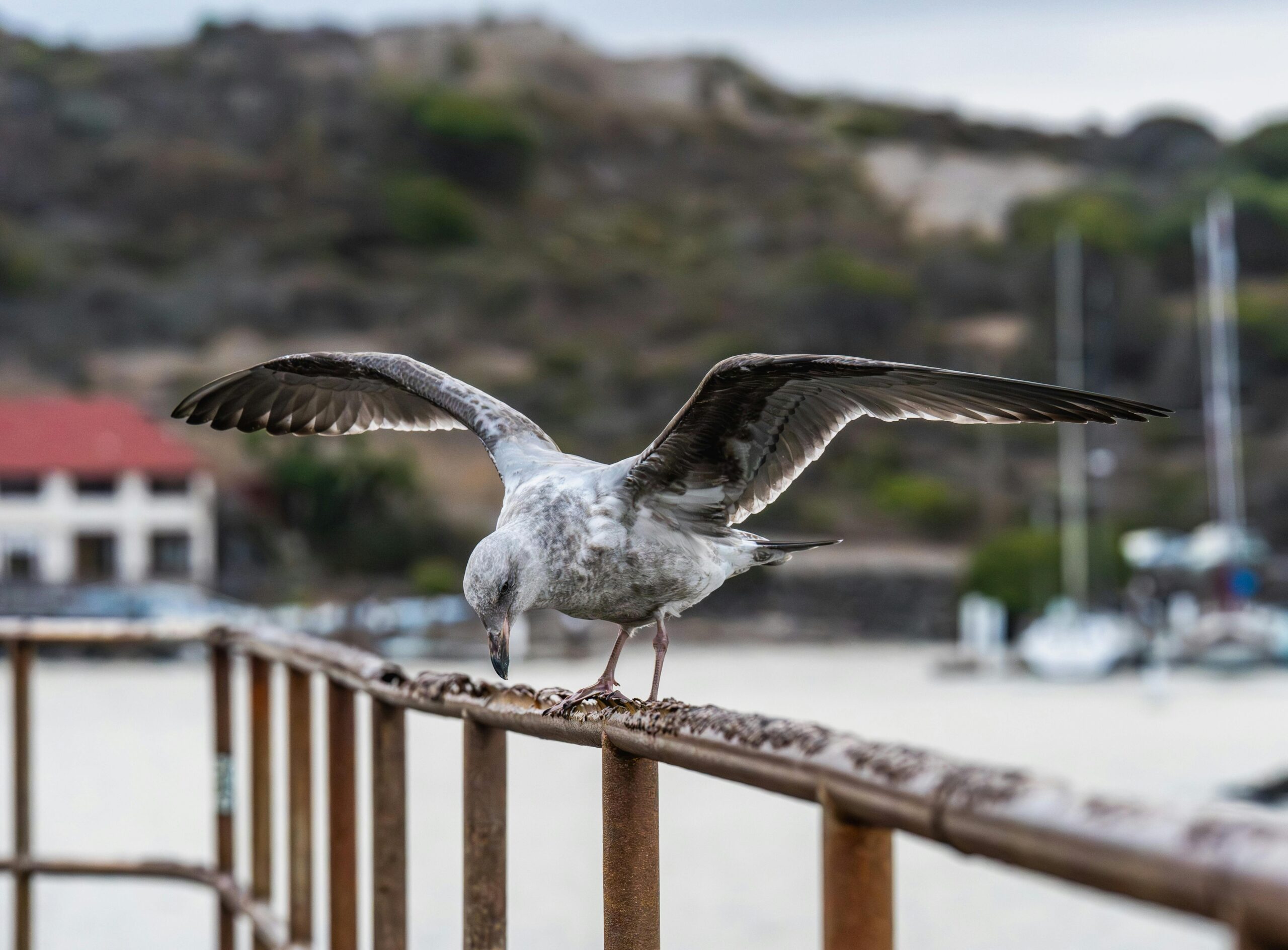 Eine Möwe breitet ihre Flügel aus, während sie auf einem Geländer am Wasser balanciert, im Hintergrund sind Boote zu sehen.