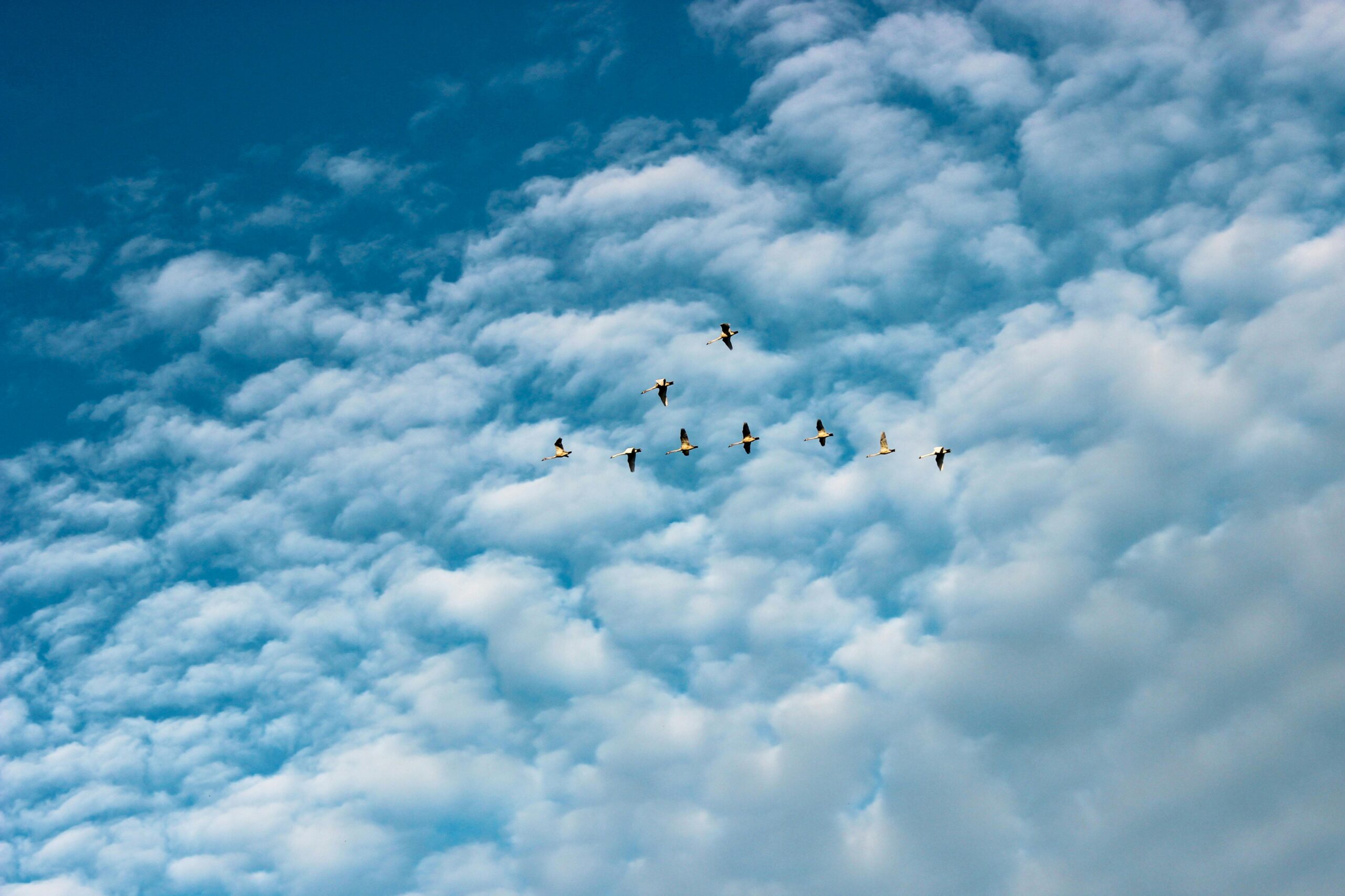 Ein Vogelschwarm schwebt in V-Formation unter einem klaren blauen Himmel mit flauschigen Wolken.