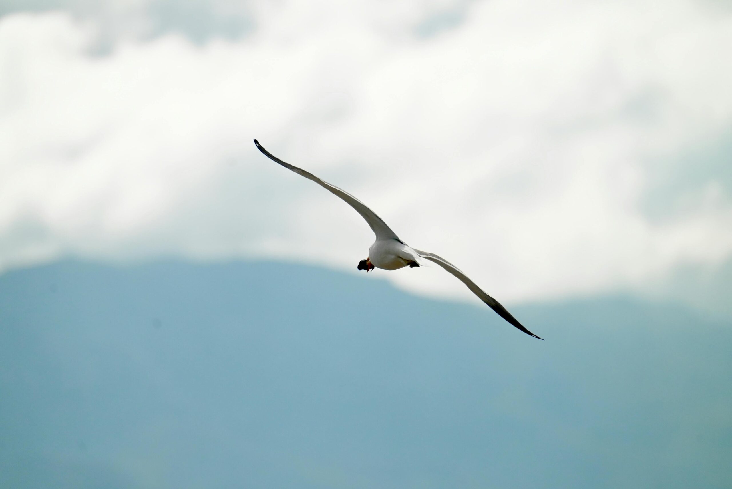 Eine Möwe schwebt anmutig vor einem wolkigen Hintergrund durch den Himmel und verkörpert Freiheit.