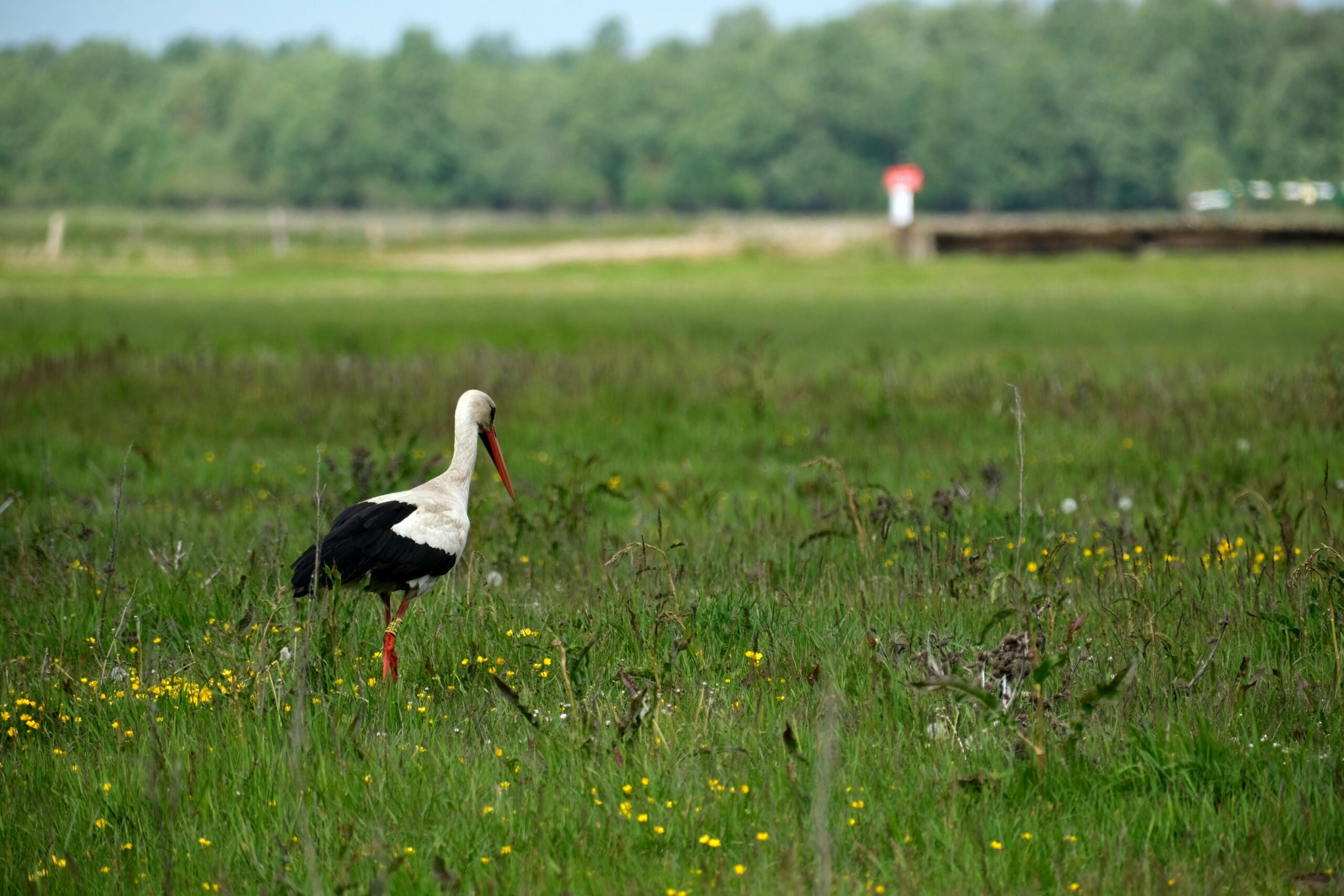 Kostenloses Stock Foto zu außerorts, biodiversität, ciconia ciconia