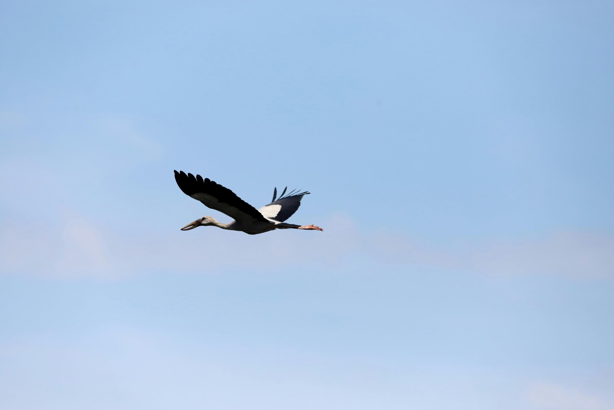 Majestätischer Storch im Flug vor einem ruhigen blauen Himmel. Perfekt für Natur- und Tierweltthemen.