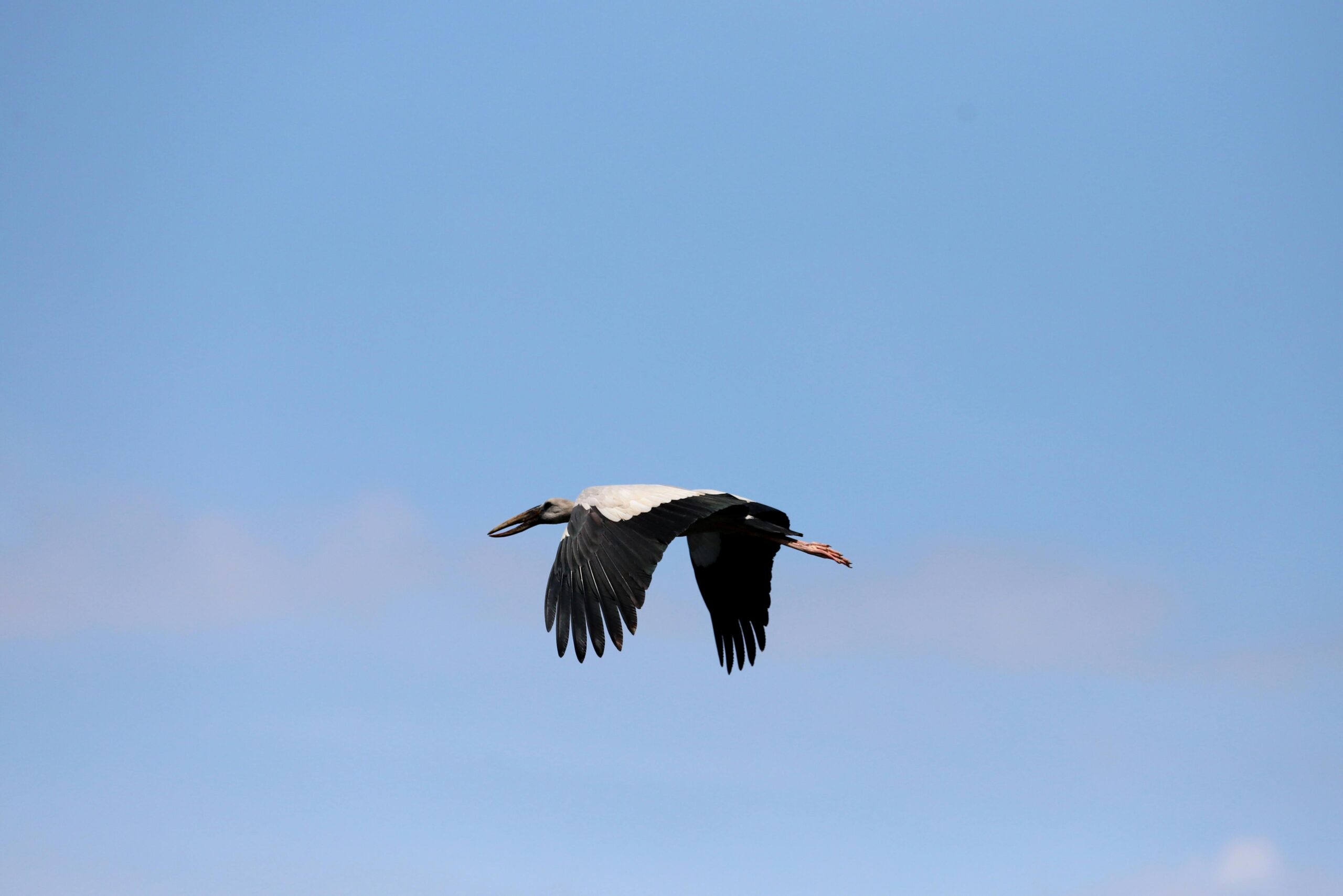 Ein anmutiger Storch im Flug vor einem weiten blauen Himmel, der die Schönheit und Freiheit der Vögel zur Schau stellt.