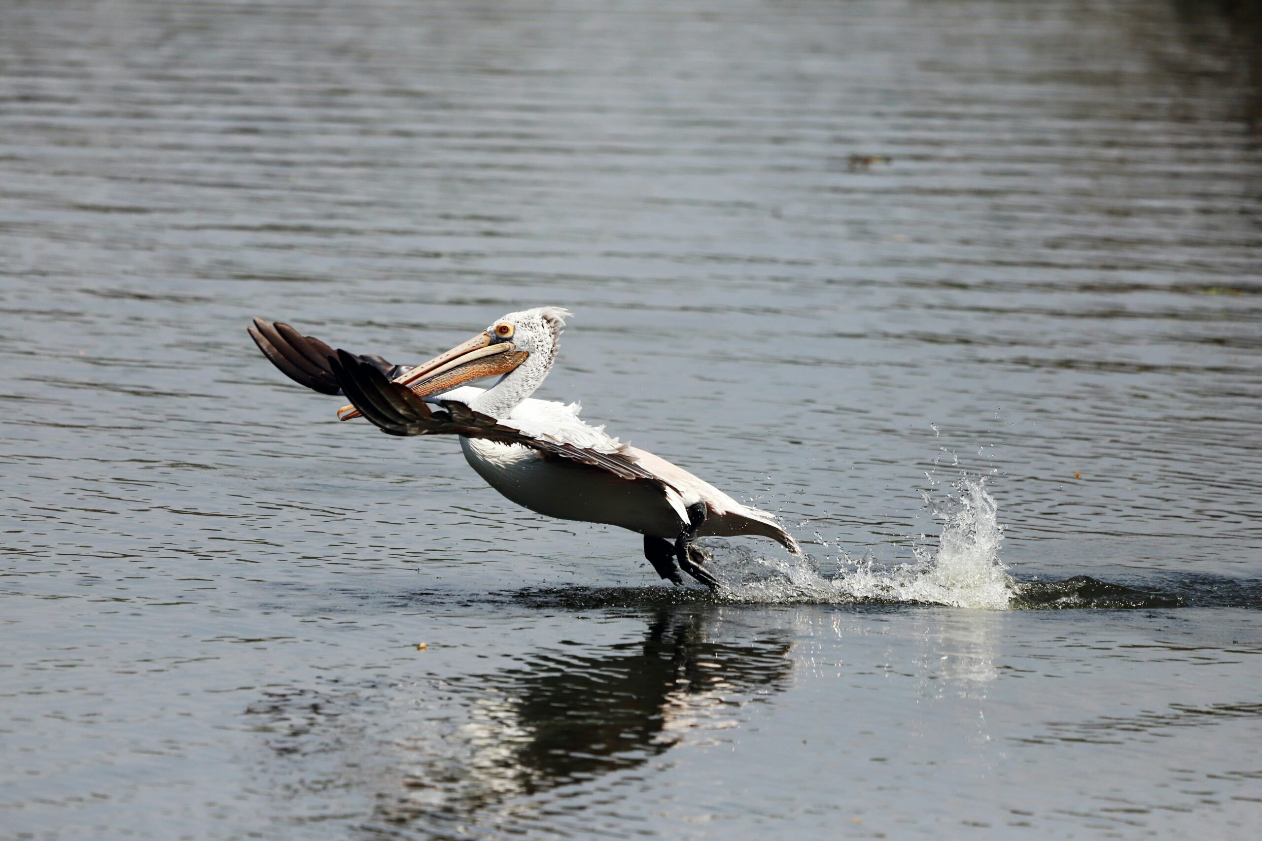 Kostenloses Stock Foto zu @draussen, action, anmutig
