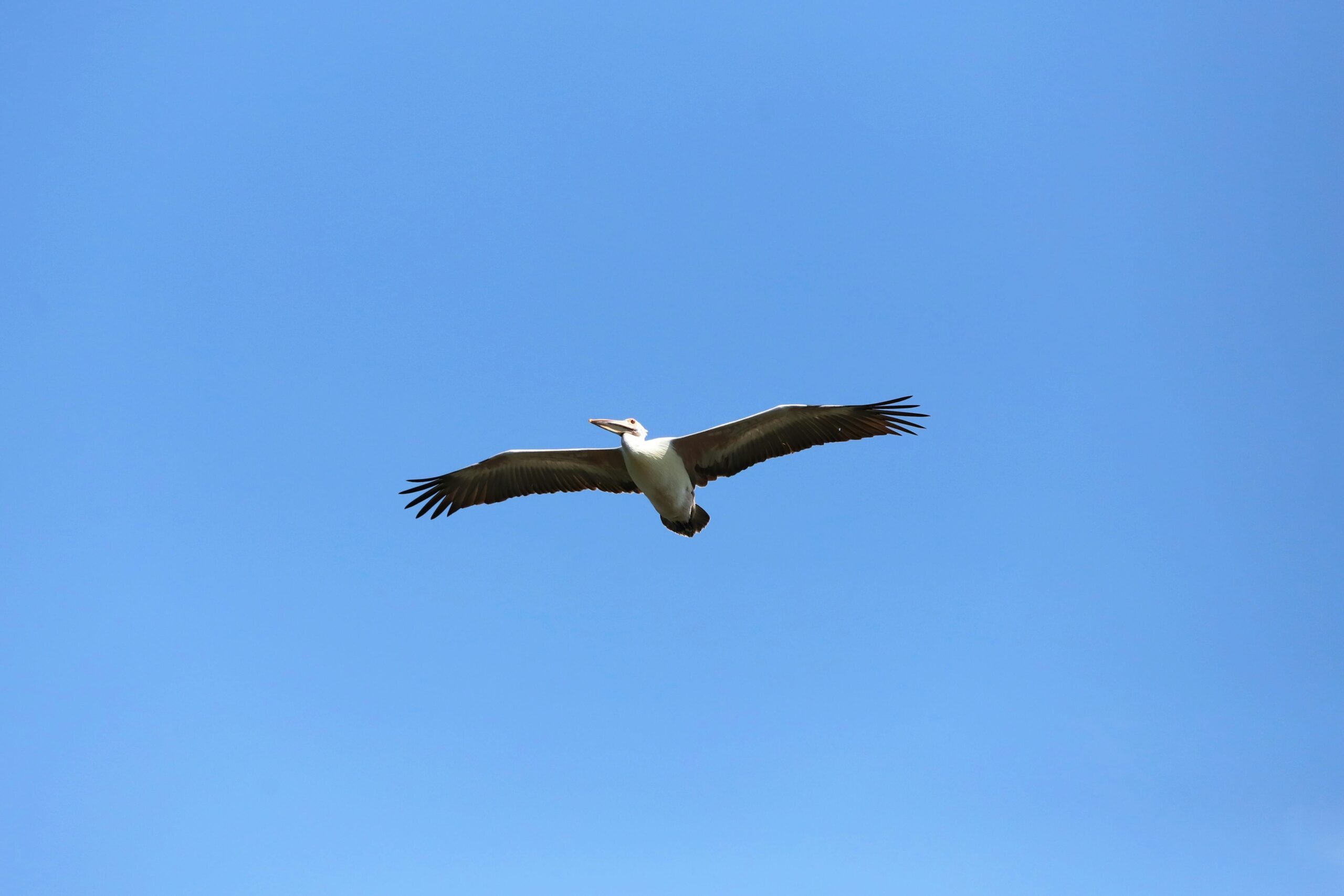 Kostenloses Stock Foto zu biodiversität, blauer himmel, draußen