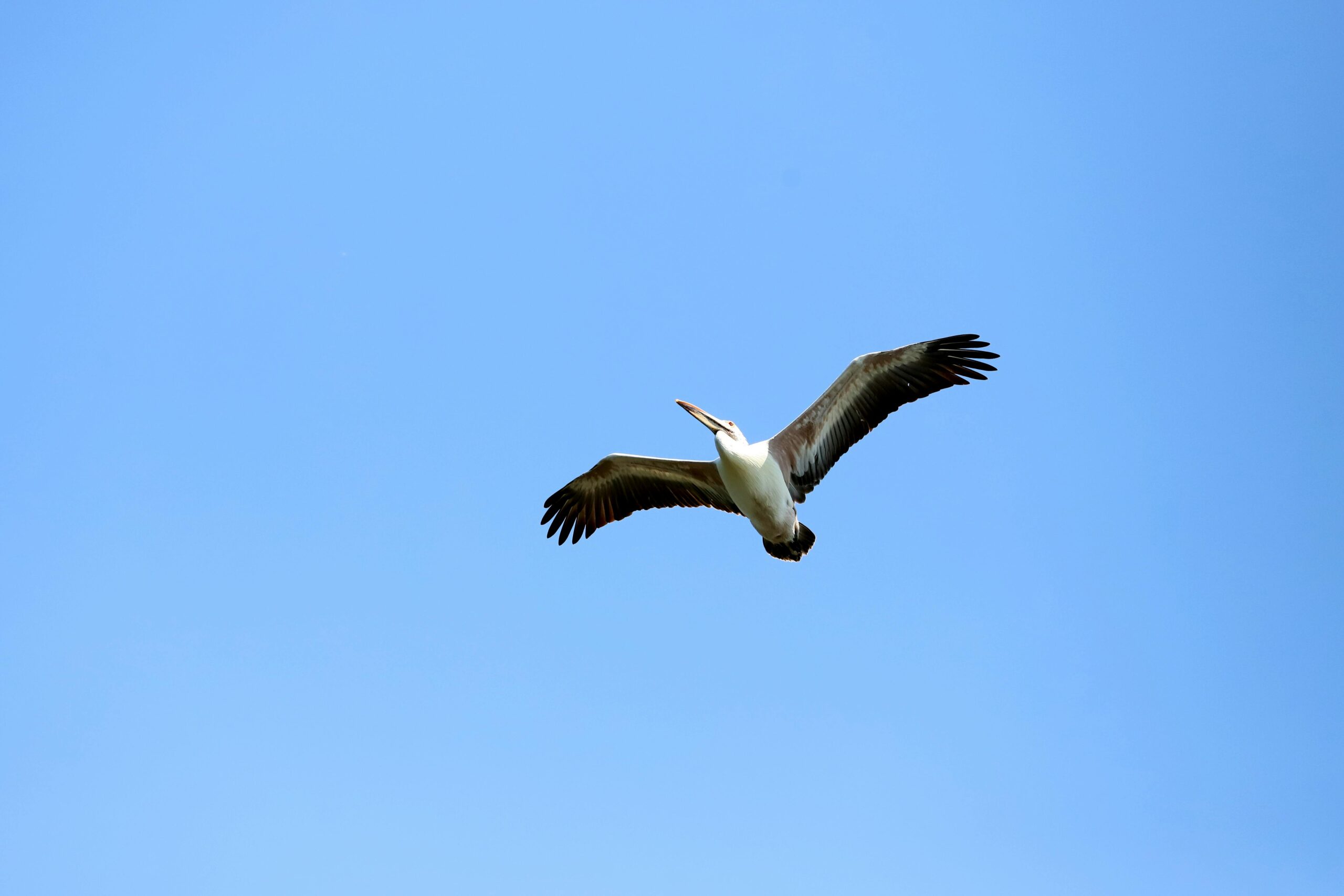 Kostenloses Stock Foto zu aktiv, albatros, blauer himmel