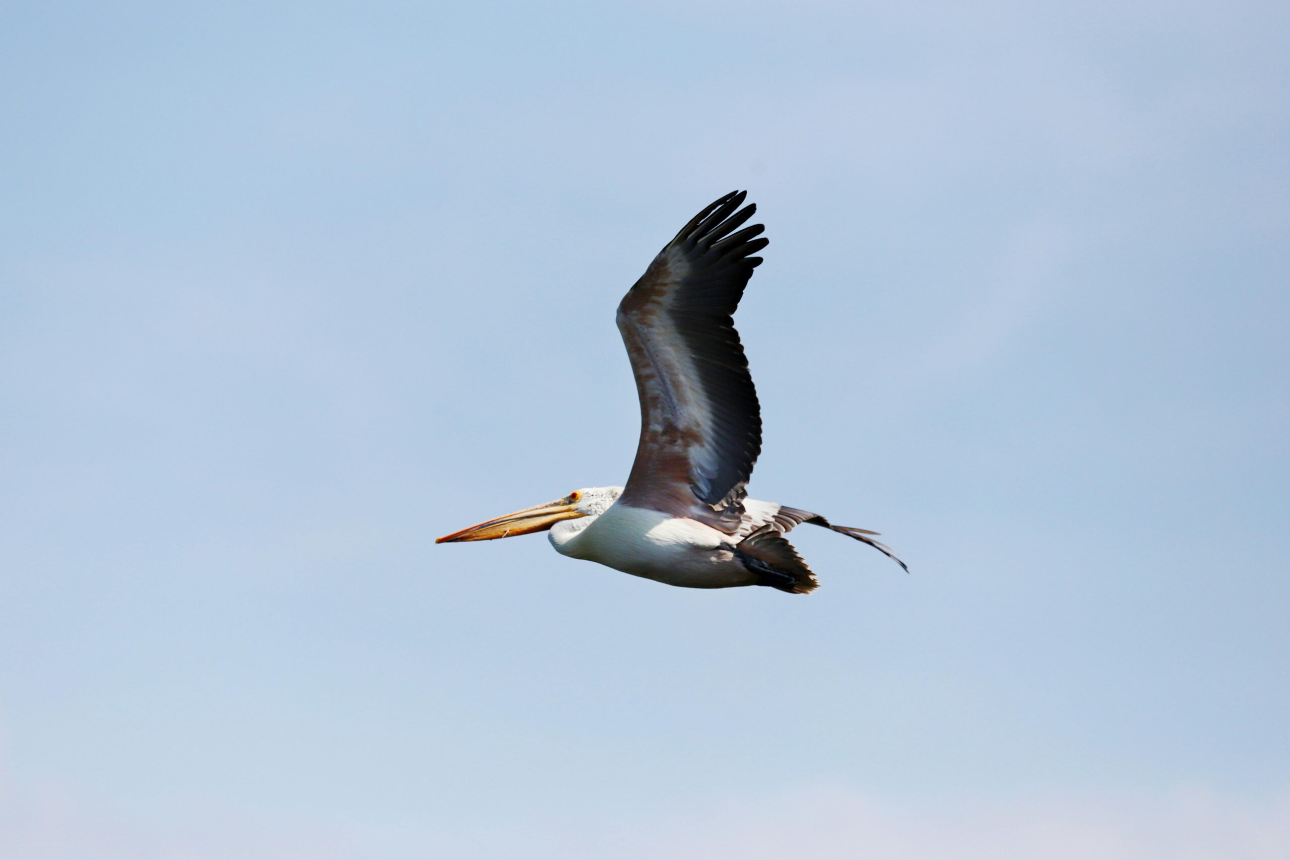 Anmutiger Pelikan gleitet durch den Himmel und präsentiert seine Flügelspannweite vor einem klaren blauen Himmel.