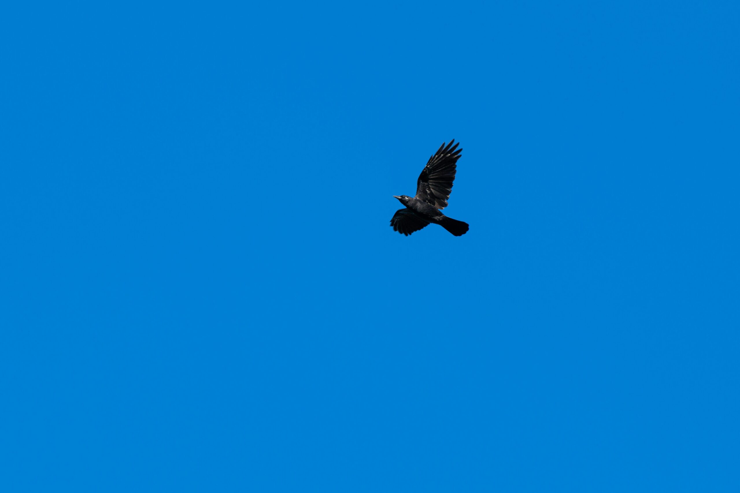 Kostenloses Stock Foto zu bewegung, blauer himmel, draußen