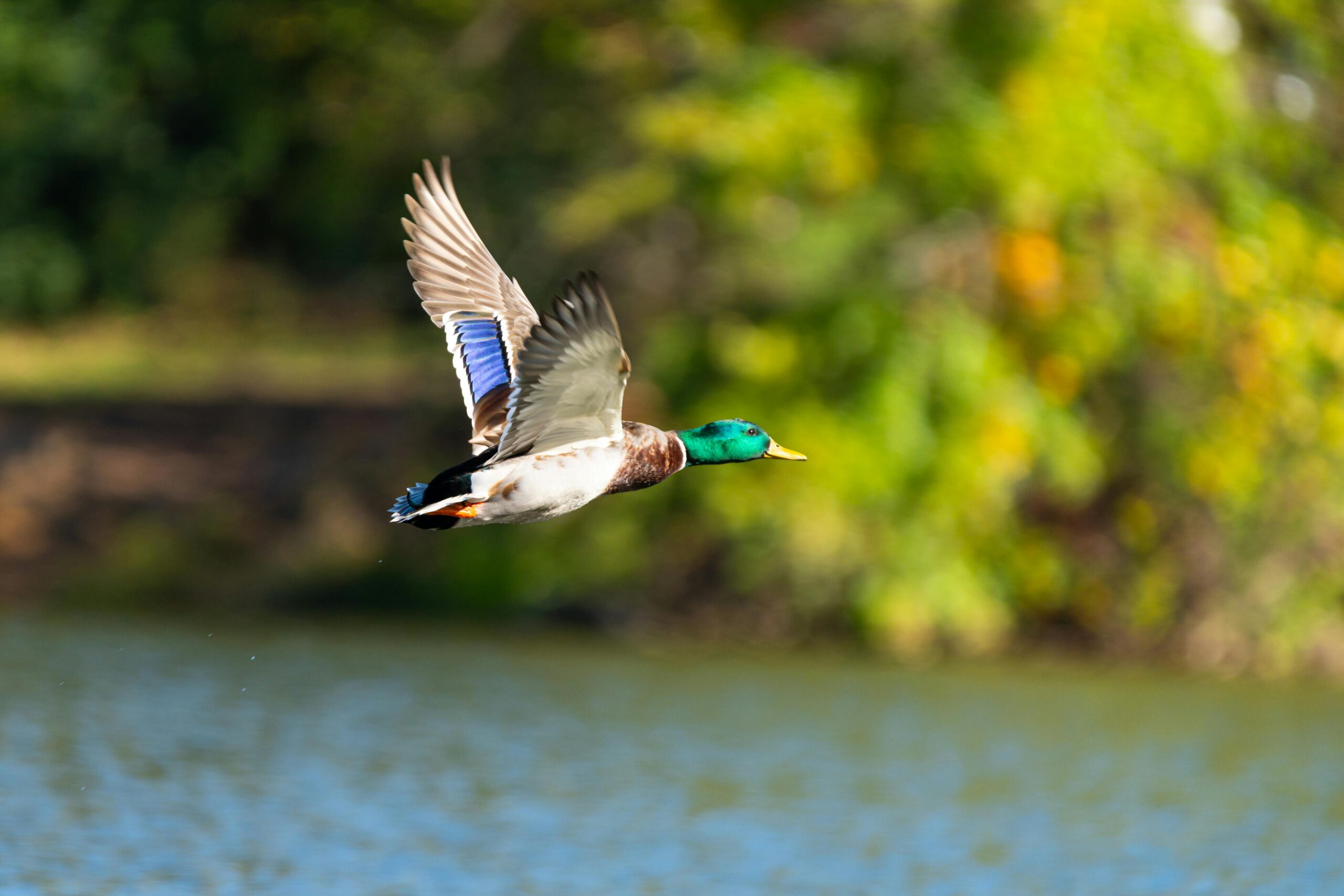 Eine lebhafte männliche Stockente mitten im Flug über einem ruhigen See in Canonsburg, Pennsylvania, zeigt leuchtende Farben und natürliche Schönheit.