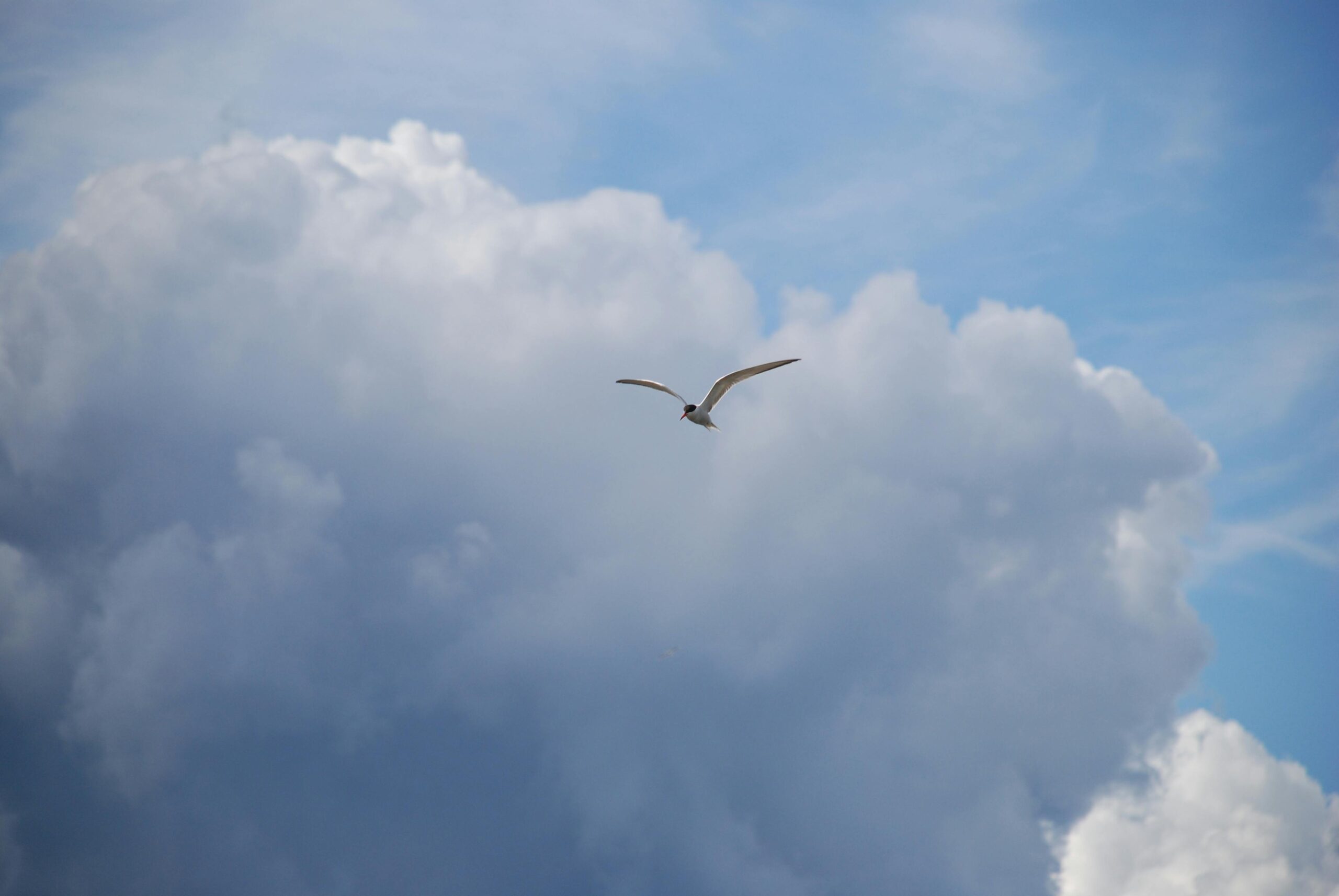 Eine einsame Möwe fliegt hoch vor dem Hintergrund dramatischer Wolken an einem hellen Himmel.