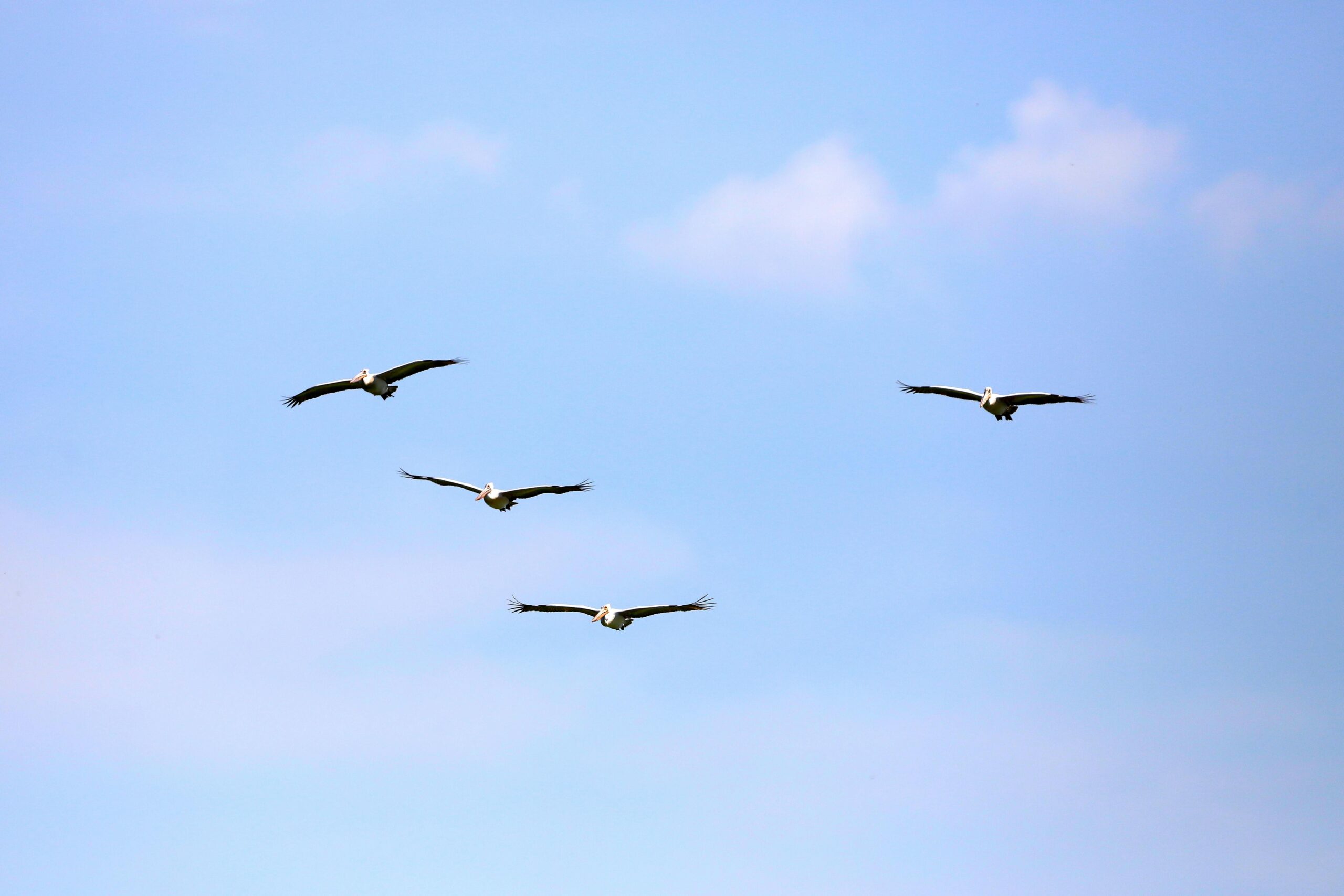 Eine Gruppe Pelikane fliegt anmutig vor einem strahlend blauen Himmel und zeigt die Schönheit der Natur.