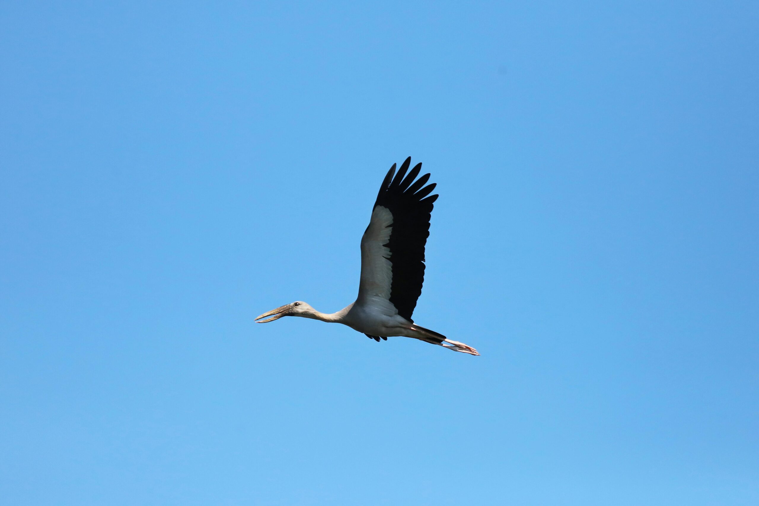 Eleganter Storch, der vor dem klaren blauen Himmel fliegt, mitten in der Luft mit vollständig ausgebreiteten Flügeln eingefangen.