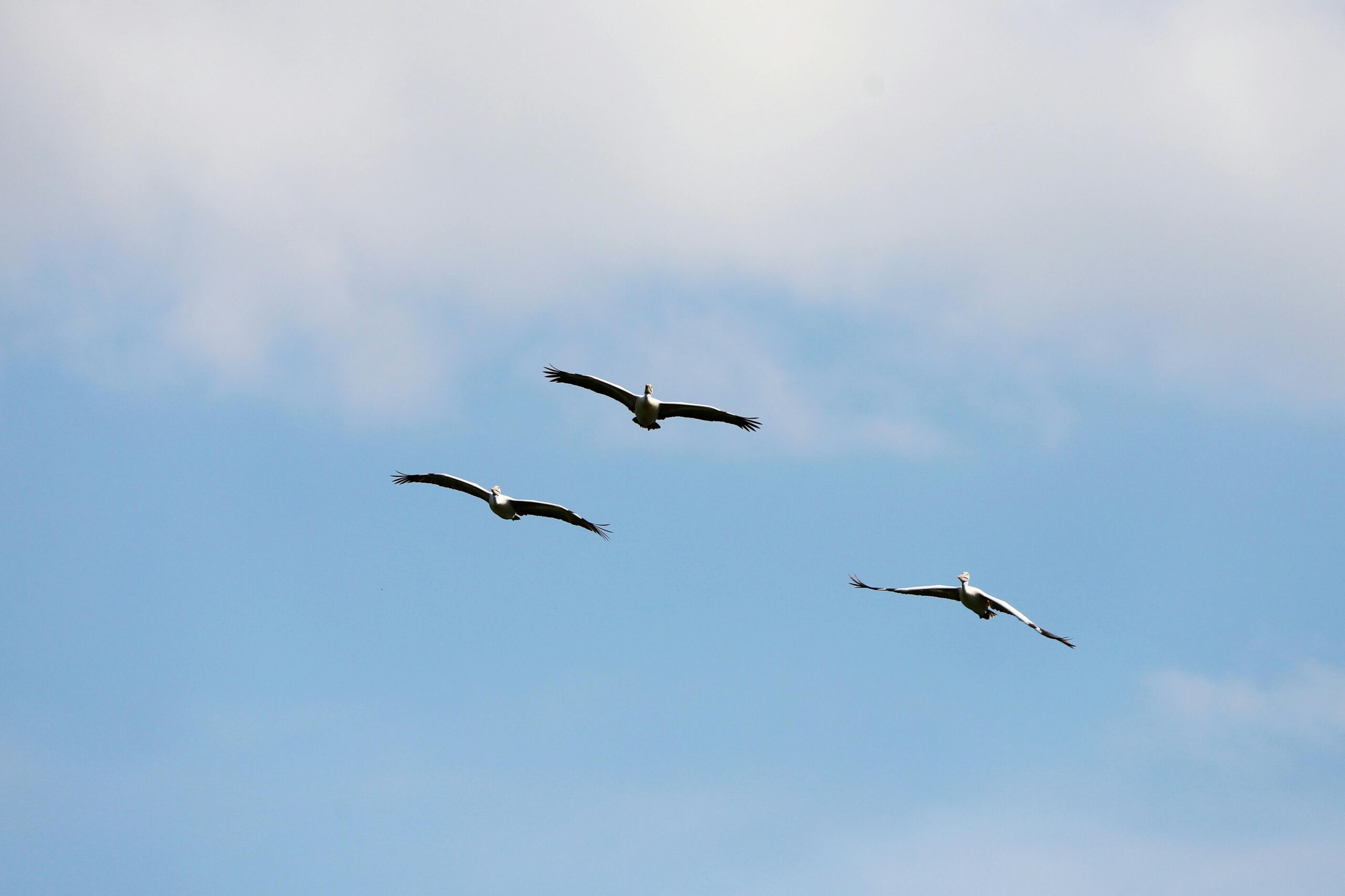 Drei Pelikane fliegen zusammen unter einem strahlend blauen Himmel mit vereinzelten Wolken.