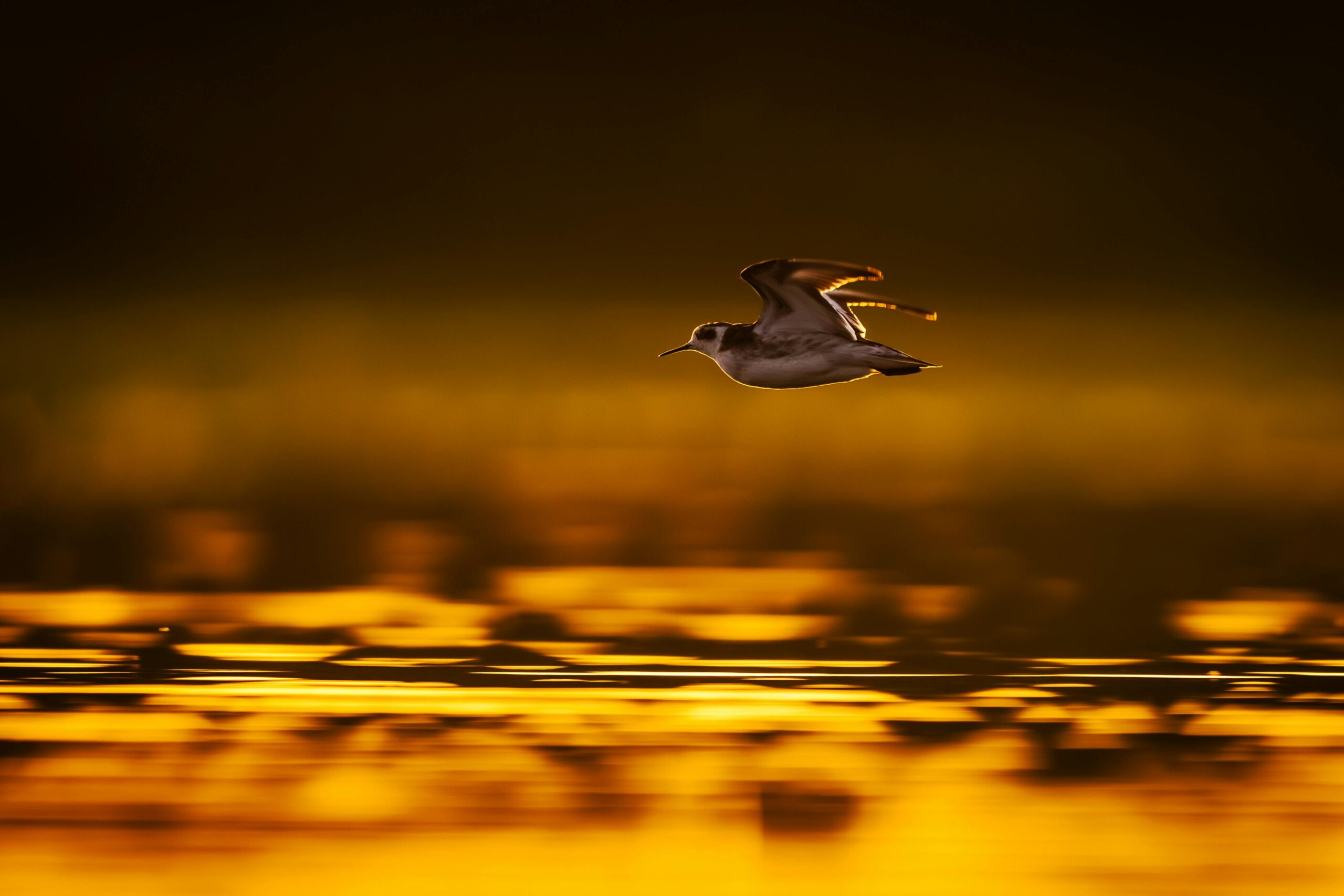 Ein einzelner Vogel fliegt bei Sonnenuntergang anmutig über das Wasser und erzeugt eine leuchtend goldene Spiegelung.