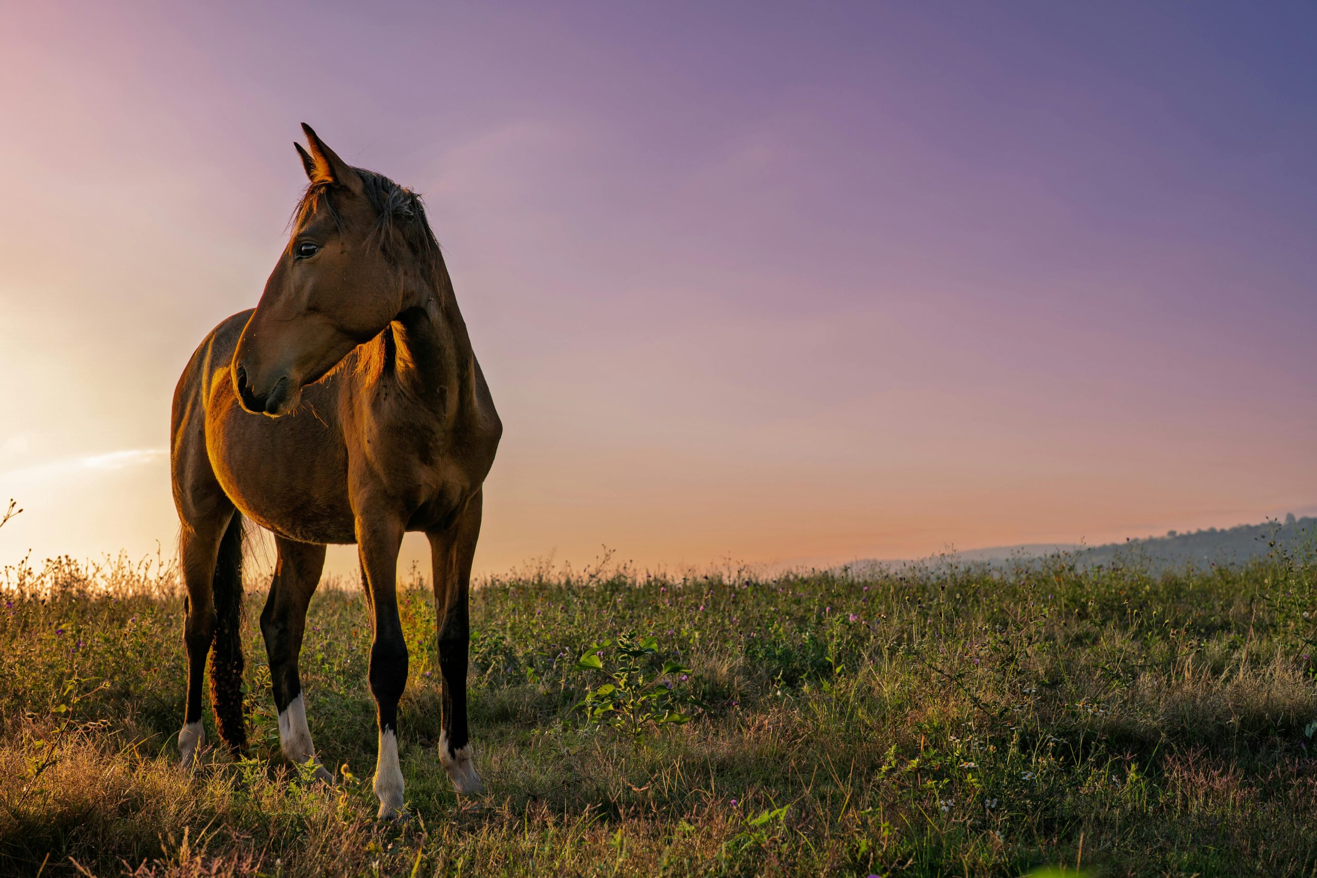 Ein atemberaubendes Pferd grast bei Sonnenaufgang auf einer Weide und fängt die Schönheit der Natur in Mexiko ein.