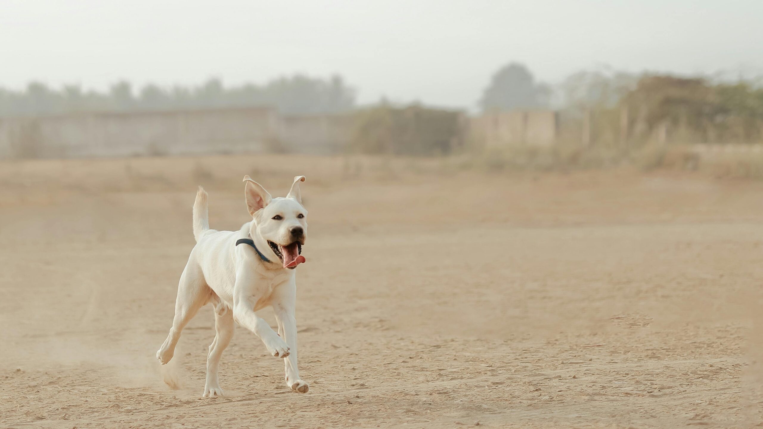 Aufgeregter Labrador Retriever, der an einem hellen, sonnigen Tag frei auf einem offenen Sandfeld herumläuft.