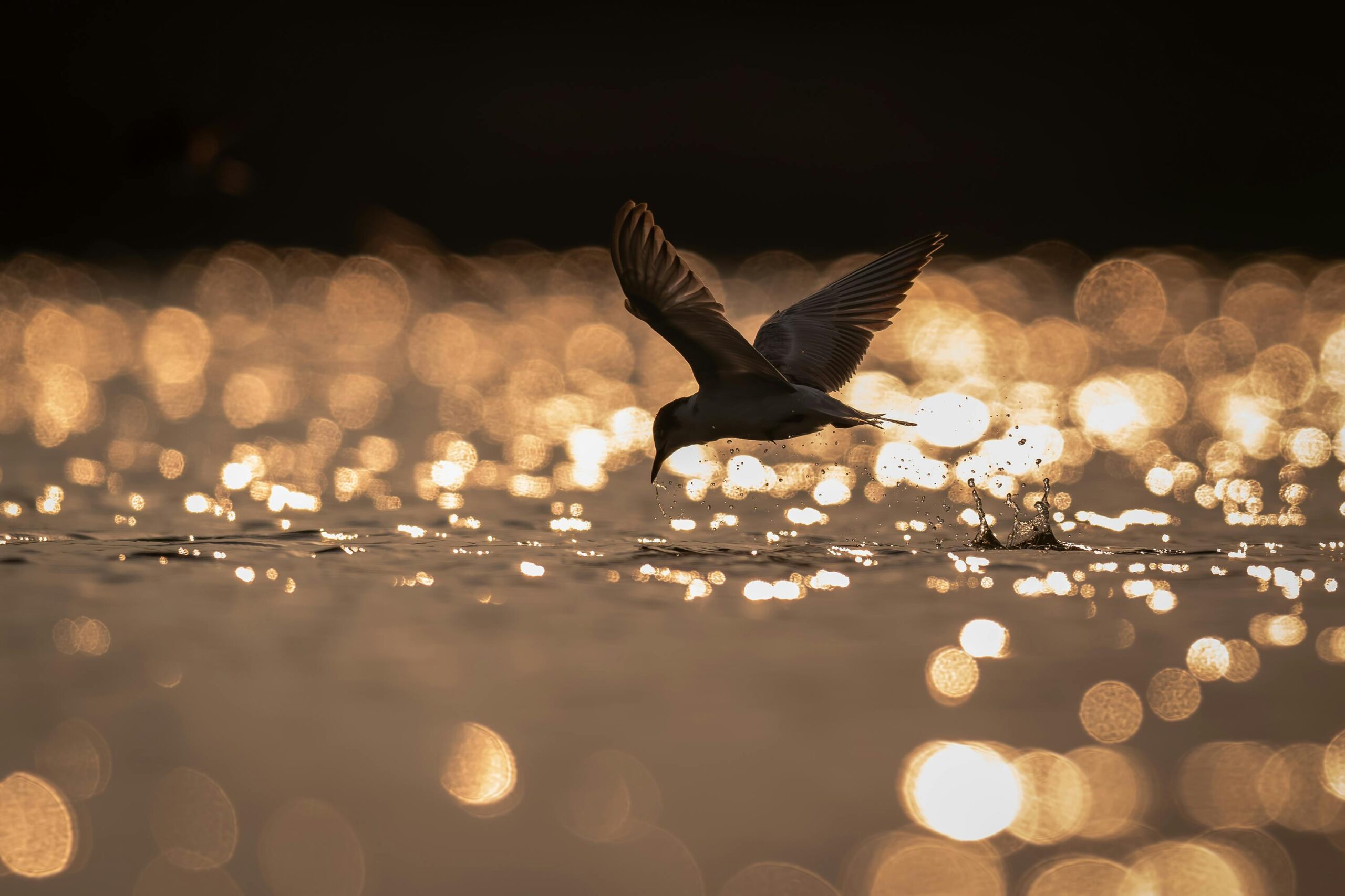 Vogel