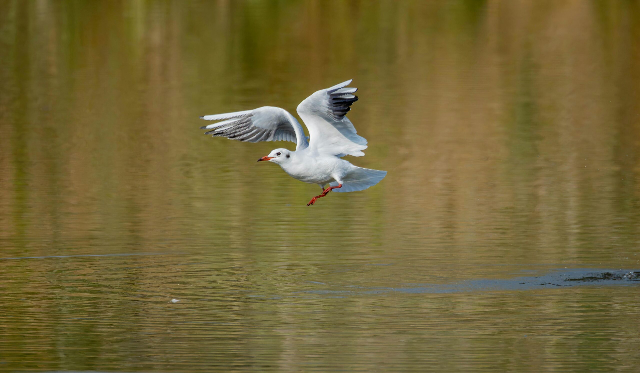 Eine anmutige Möwe, aufgenommen mitten im Flug über einer ruhigen Wasseroberfläche in einer ruhigen Umgebung im Freien.