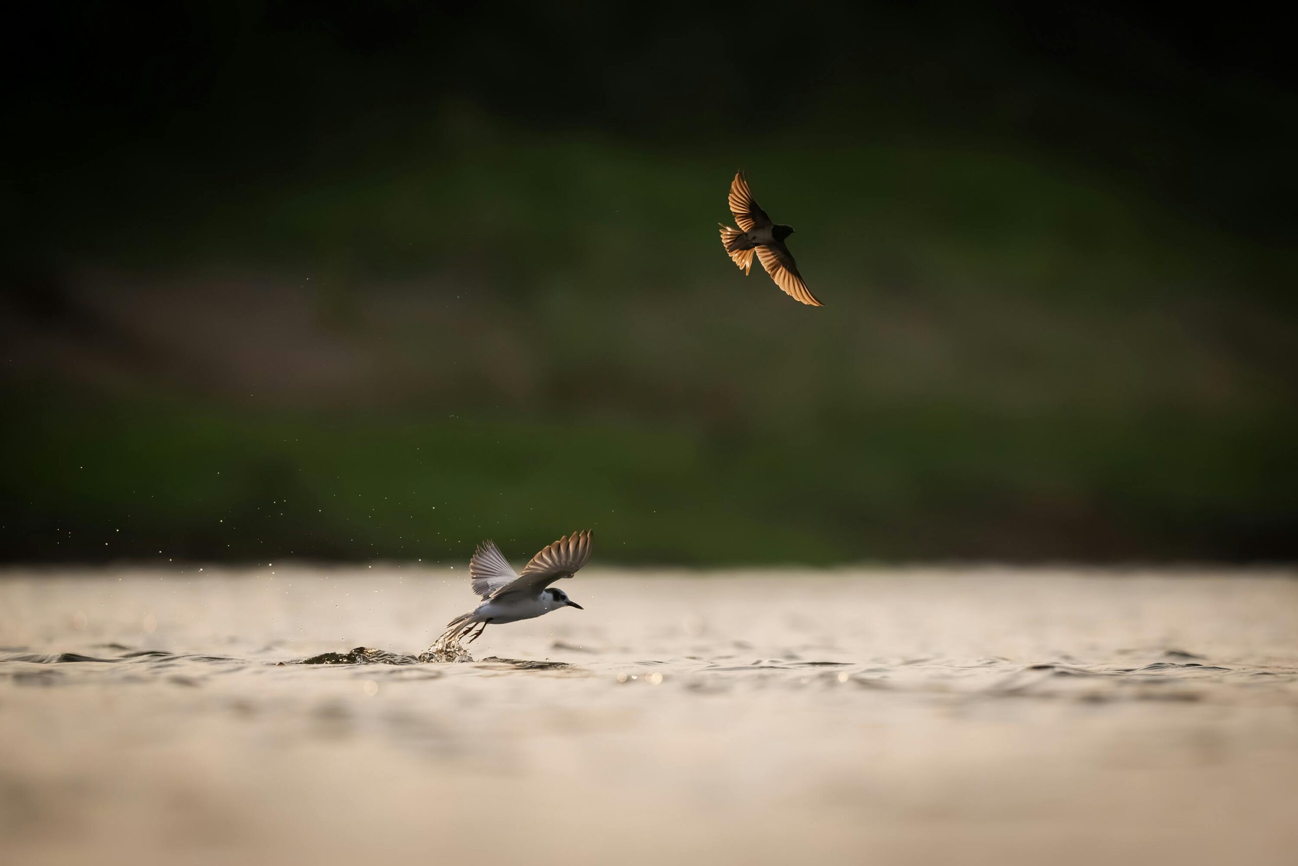 Zwei Vögel fliegen bei Sonnenaufgang anmutig über ein ruhiges Gewässer und fangen einen heiteren Moment in der Natur ein.