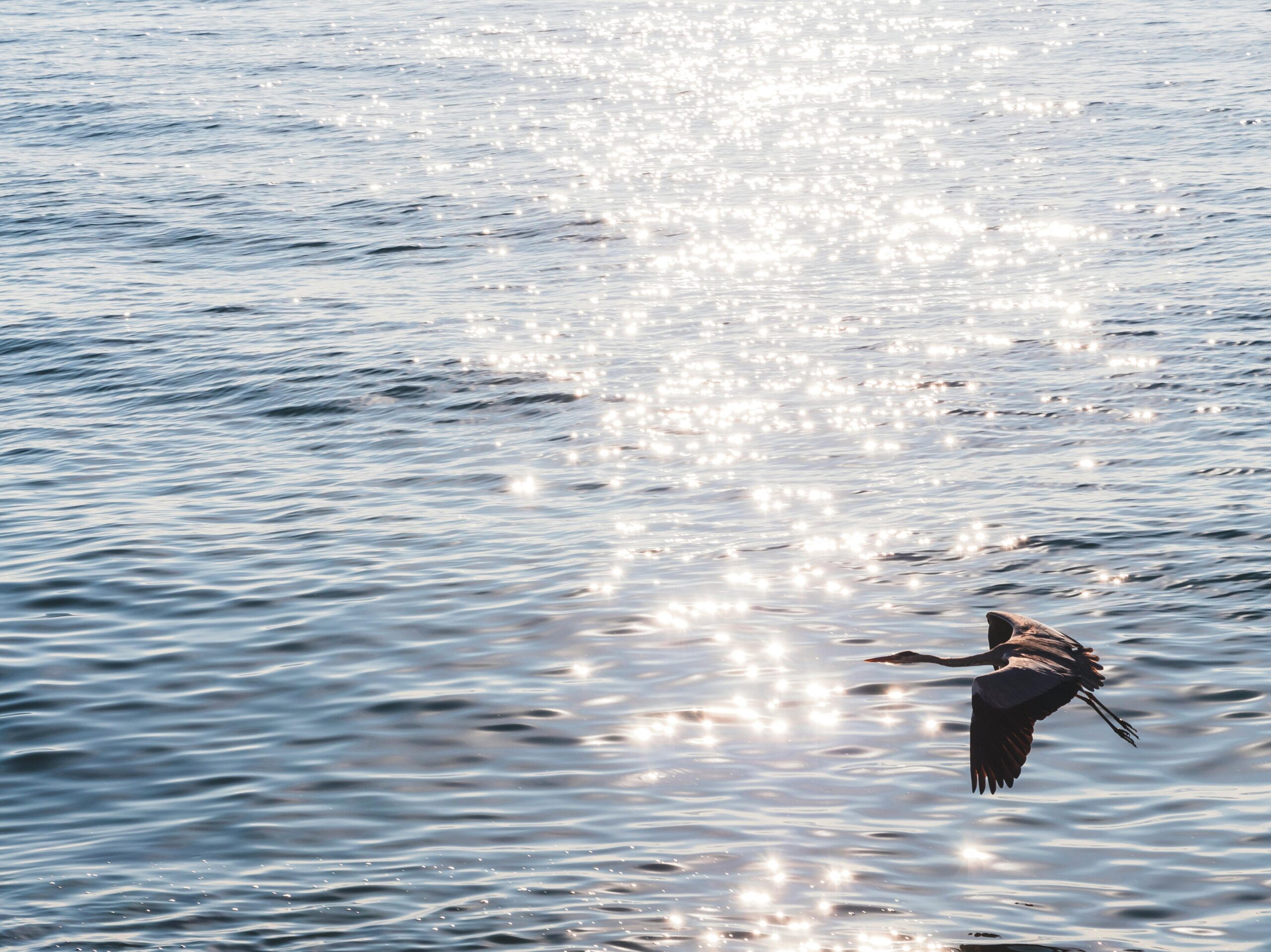 Ein Reiher fliegt anmutig über das schimmernde Meerwasser, das das Sonnenlicht reflektiert.