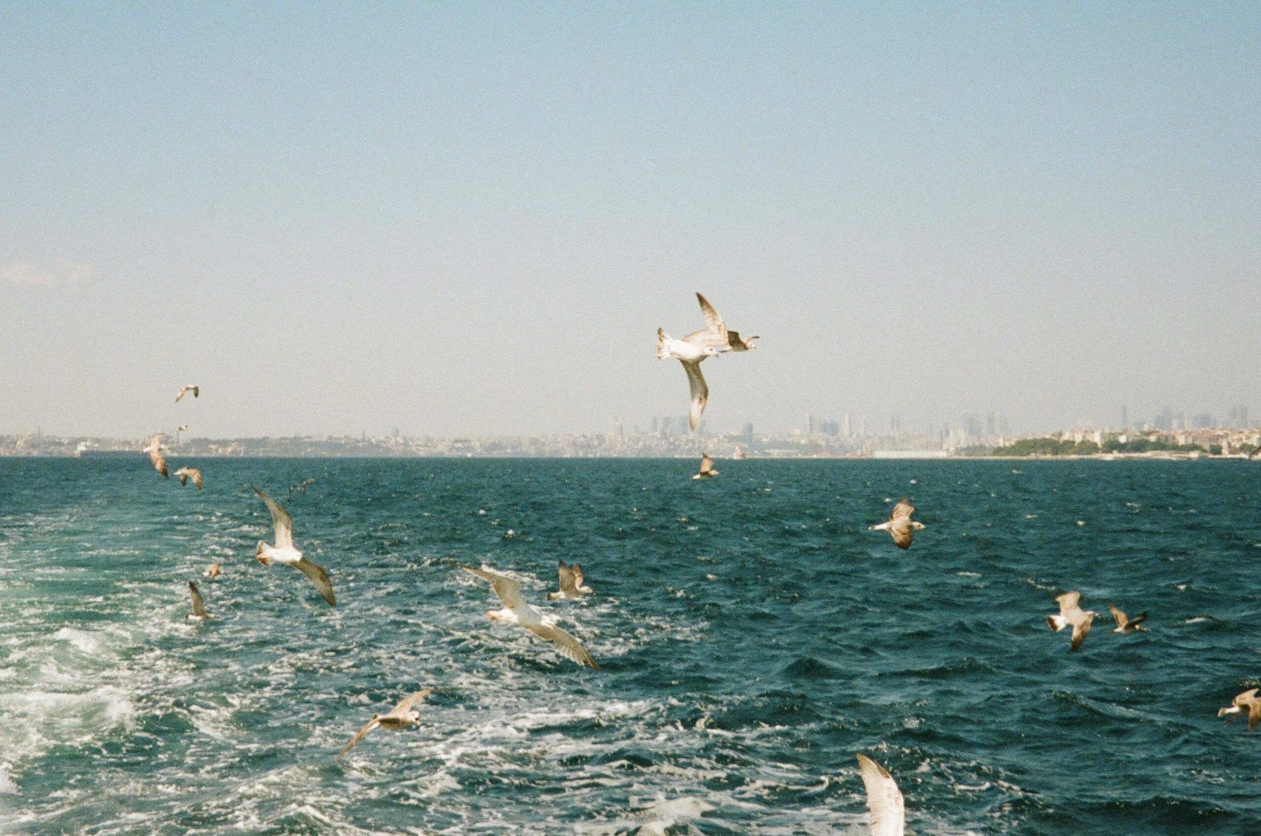 Ein Schwarm Möwen fliegt über den Ozean, am Horizont ist die Skyline einer Stadt zu sehen.