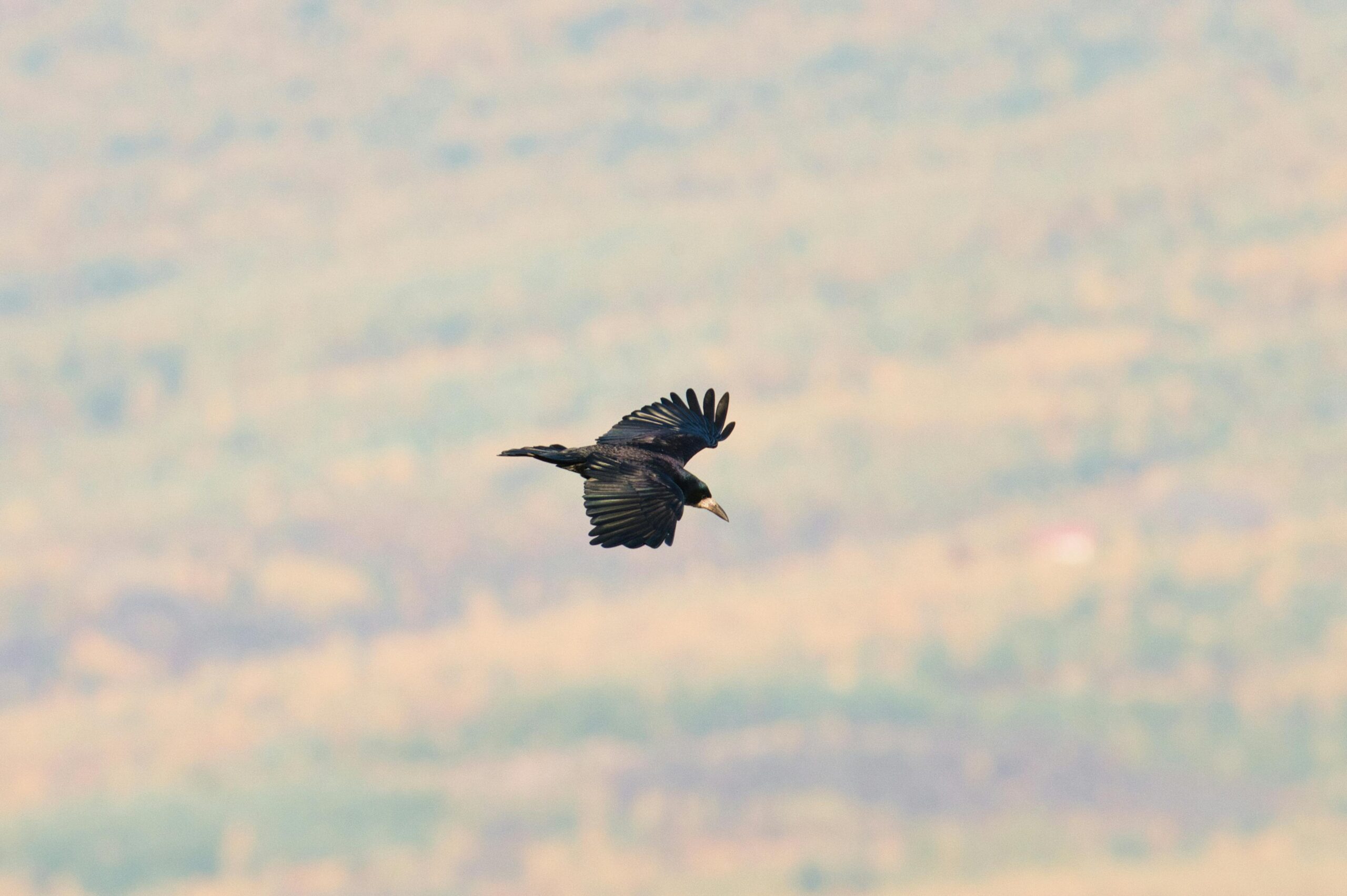 Eine schwarze Krähe schwebt anmutig über einer Naturlandschaft in der Slowakei.